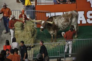 11/22/2012: Celebrating Bevo's 96th anniversary at the Thanksgiving game, DKR